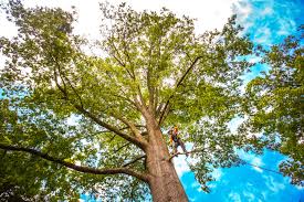 Guymon, OK  Tree Services Company